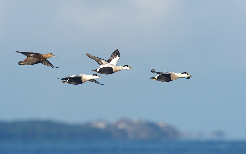 Ærfugl-flukt - Common eider (Somateria mollissima).jpg